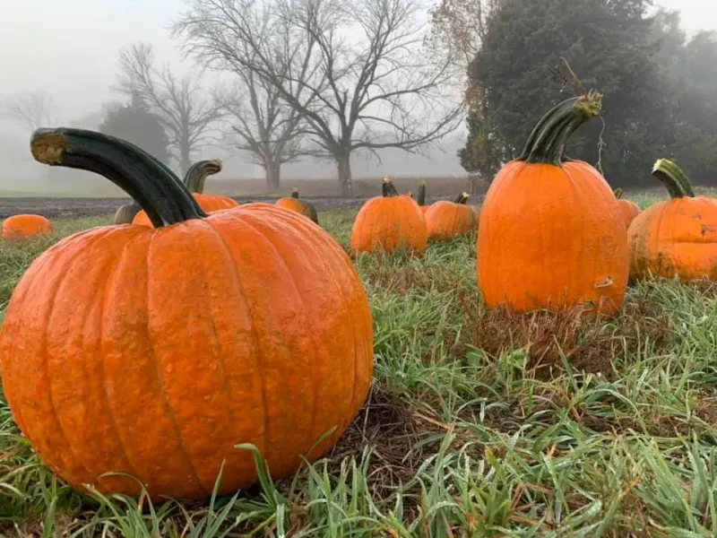 Family Friendly Halloween Trails